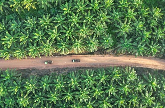 Kinerja Palma Serasih Tumbuh di Tengah PHK Tambang Kaltim