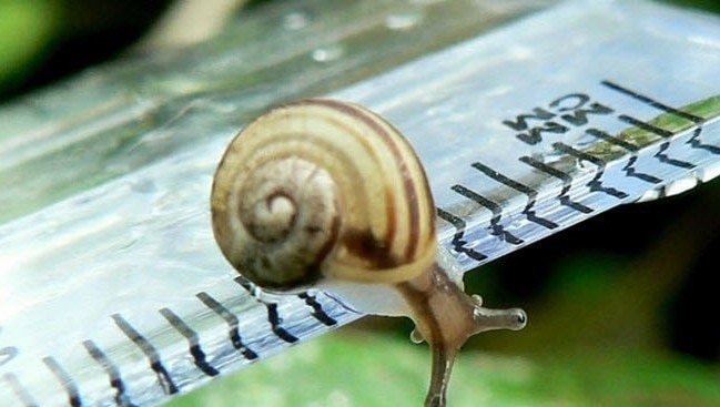 Acmella Nana; Siput Terkecil di Dunia Ditemukan di Kalimantan