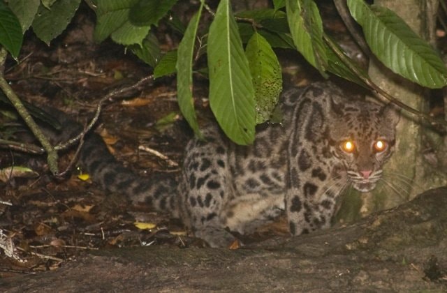 324 Spesies Fauna Bertahan di TNK, Macan Dahan Muncul Lagi