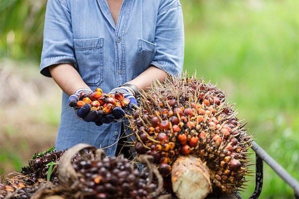 Asal Usul Kelapa Sawit: Berasal dari Afrika Sebelum Ada di Indonesia