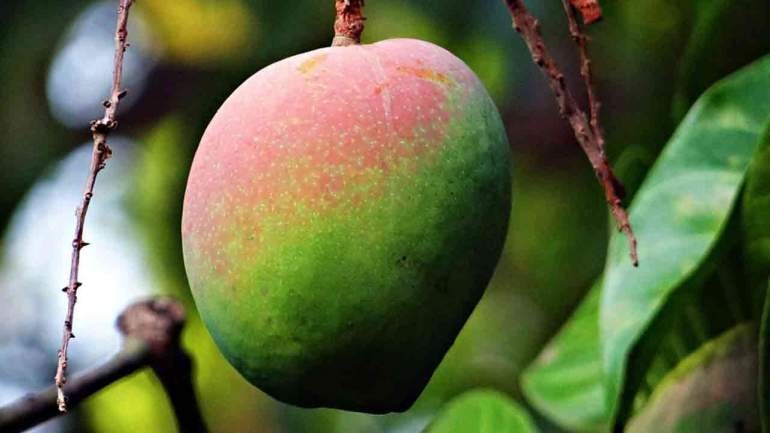 Mangga Kasturi, Flora Ikon Kalimantan yang Telah Punah di Alam Liar