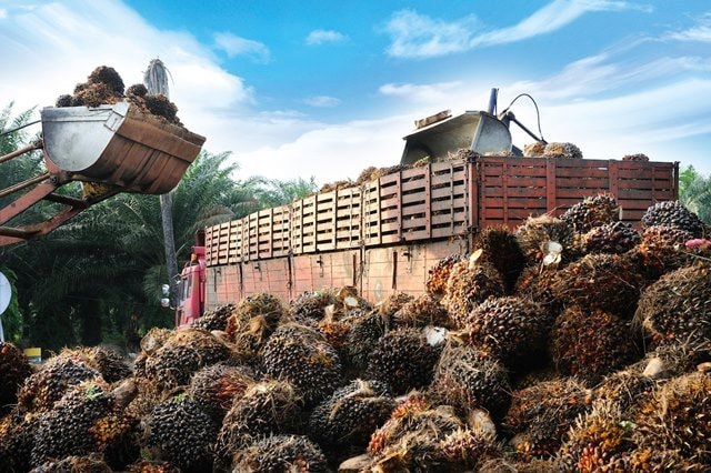 Berikut Harga Terbaru Tandan Buah Segar Kelapa Sawit di Kaltim