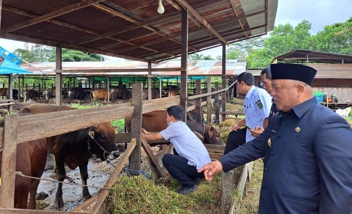 1.694 Sapi dan 725 Kambing Siap jadi Hewan Kurban di Berau