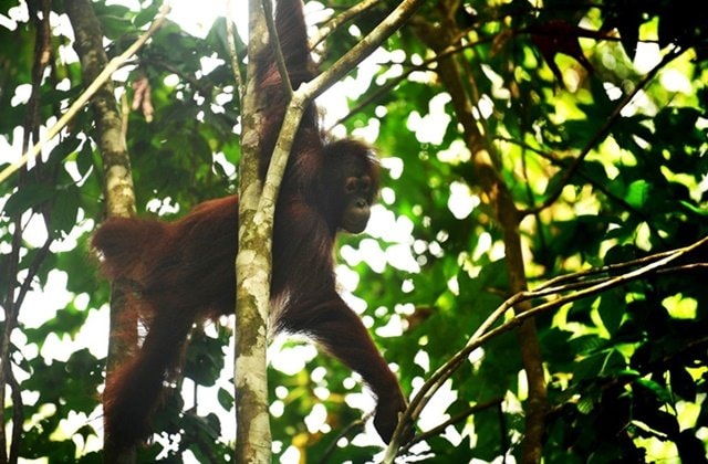 Lupa Cara Memanjat, Tiga Orangutan Eks Peliharaan Akhirnya Pulang ke Hutan Kaltim
