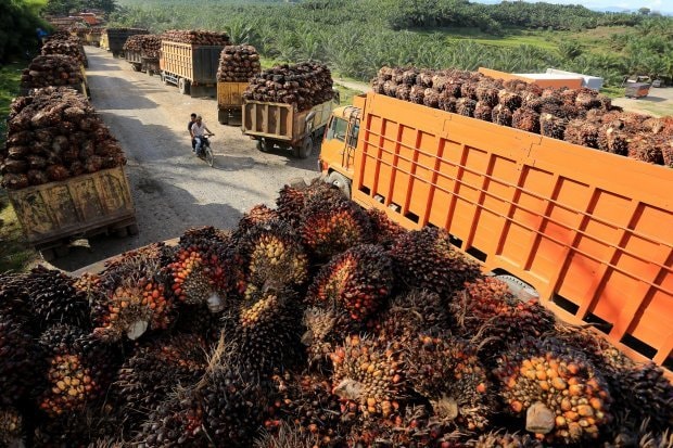 Sektor Pertanian jadi Magnet Investasi di Kaltim, Nilainya Tembus Rp8,97 Triliun