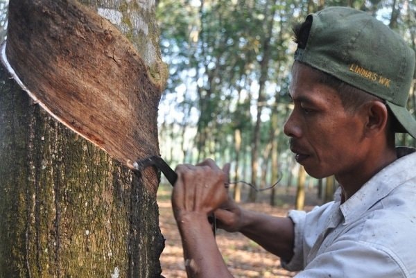 300 Hektare Kebun di Kutai Barat Dapat Program Peremajaan