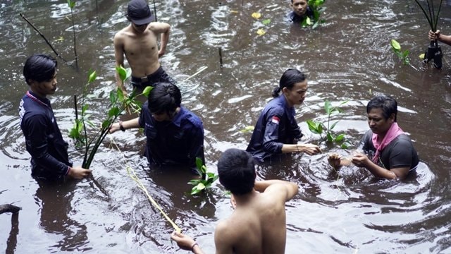 Peringati Milad ke-10, Mapala Stitek Tanam 250 Pohon Bakau