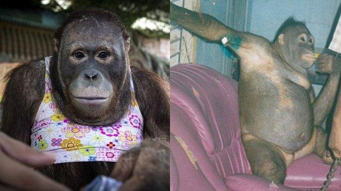 Kisah Pilu Orang Utan di Kalimantan: Dijadikan Budak Nafsu, Didandani seperti Wanita