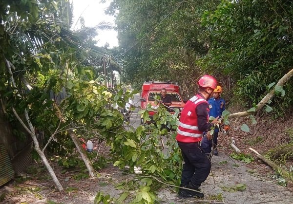 Brimob Kaltim Evakuasi Pohon Tumbang, Jalan di Batu Ampar Balikpapan Dibuka Lagi