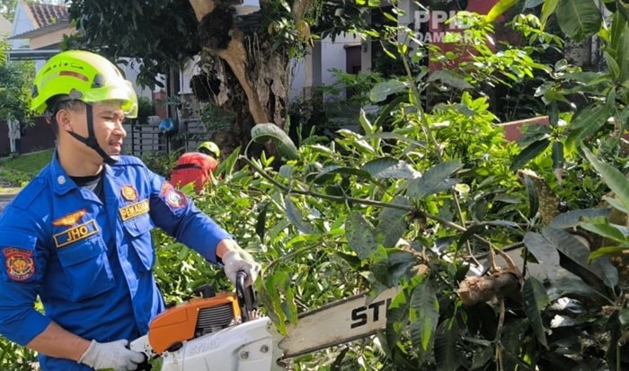 Mobil di Bontang Ringsek Tertimpa Pohon