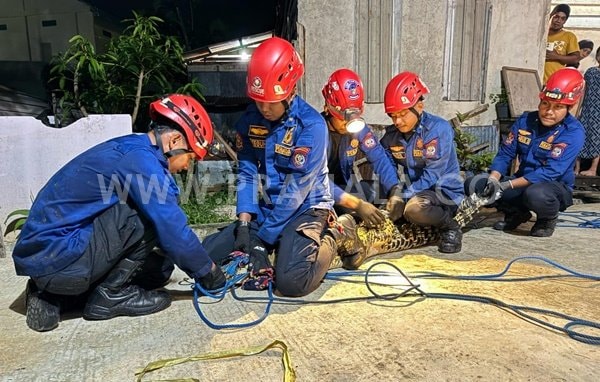 Buaya Muncul dari Parit di Bontang Kuala, Damkartan Berhasil Evakuasi
