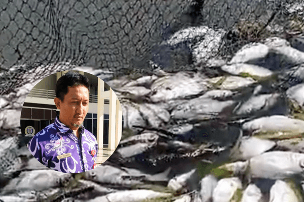 Misteri Kematian Massal Ikan di Perairan Bontang, DLH Sebut Air Masih Aman