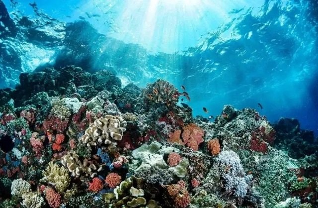 Kawasan Konservasi Laut Kaltim Dikejar Efektif, Illegal Fishing Masih Mengintai