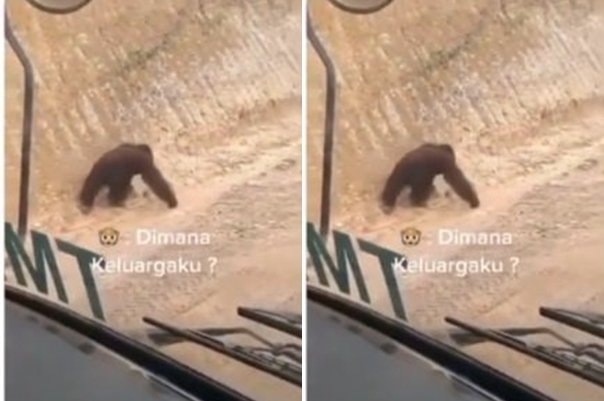 Viral! Video Orangutan Bingung Cari Habitatnya