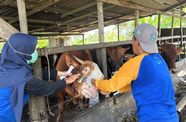 Ribuan Hewan Kurban Mulai Masuk Bontang, Waspadai Penyakit Ternak