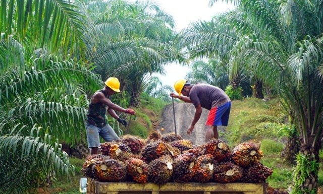 Harga TBS Sawit di Kaltim Turun, Petani Kembali Tertekan