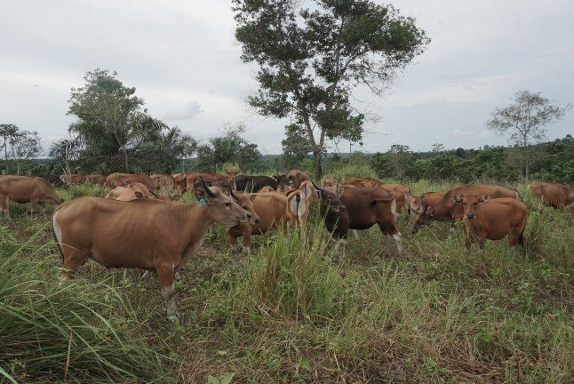 Pusat Pengembangan Peternakan Sapi di Muara Kaman, Diproyeksi Pemasok Daging IKN Nusantara