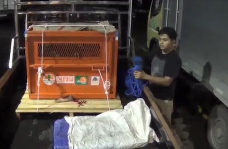 Penyelundupan Orang Utan ke Filipina Digagalkan