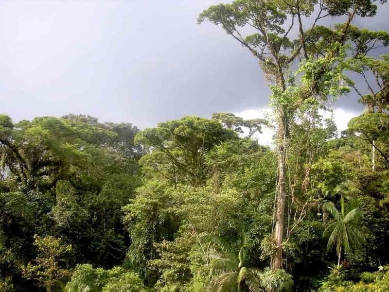 Indonesia Terima US$ 100 juta untuk Kurangi Emisi Karbon di Kaltim