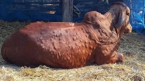 Kaltim Setop Pengiriman Sapi dari Pulau Jawa, Buntut Adanya Penyakit LSD