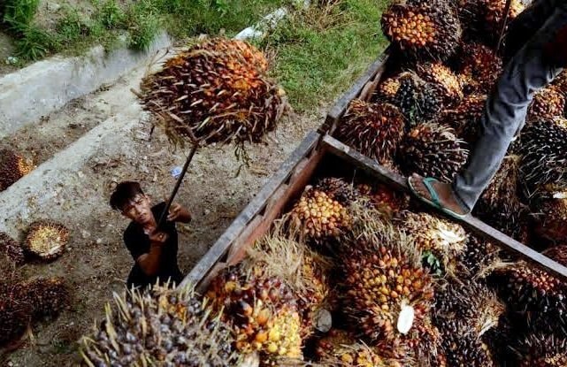 Harga TBS Sawit Kaltim Naik, Tembus Rp3.477 per Kg Juli 2026