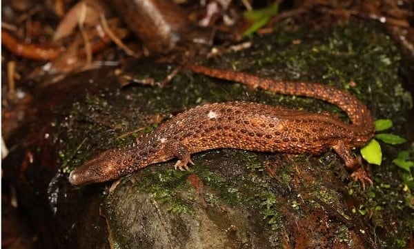 Biawak tak Bertelinga, Fosil Hidup yang Misterius dari Tanah Borneo