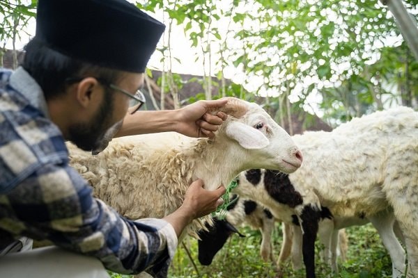 Apakah Boleh Gabungkan Niat Qurban dan Aqiqah?