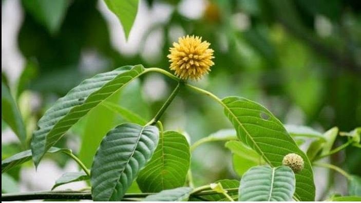 Daun Dolar, Tanaman Obat Khas Kalimantan yang Kontroversial