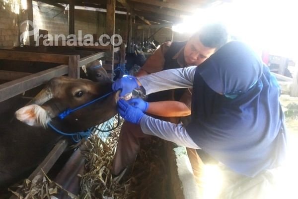 Bontang Berstatus Zona Merah PMK, tapi Sudah Nol Kasus