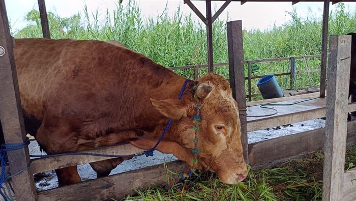 Rembo, Sapi Kurban Presiden dari Kutim Dibeli Rp88 Juta Bobotnya 700 Kg