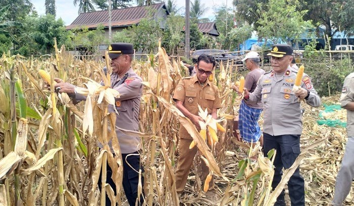 Kapolsek Bungoro Turun ke Sawah, Panen Jagung Bersama Petani di Desa Tabo-Tabo Pangkep