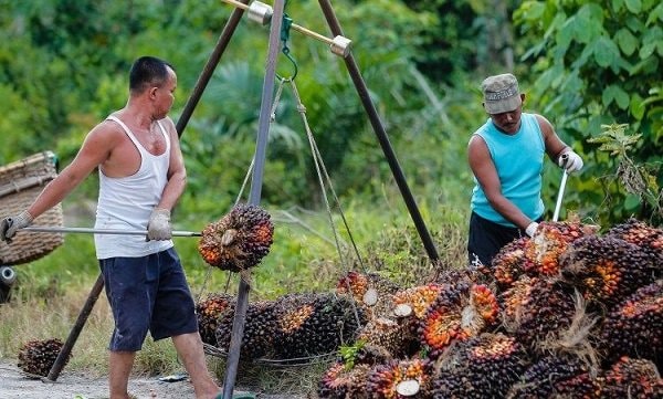 Harga TBS Kelapa Sawit Kaltim Naik Lagi, Menjadi Rp2.945,7 per Kg