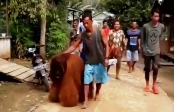 VIDEO: Orangutan Masuki Pemukiman Warga Paser