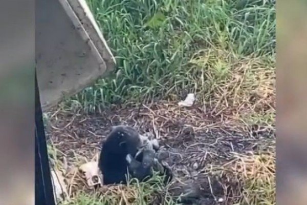 Pemandangan Langka! Dua Beruang Madu Muncul di Kutai Kartanegara