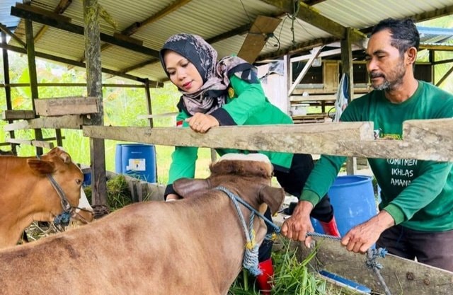 Masuk Kutim, Sapi dan Kambing Wajib Isolasi 28 Hari