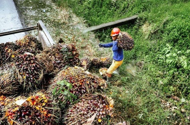 Bupati Kutim Terbitkan SE, Larang Pabrik Sawit Mainkan Harga TBS Petani