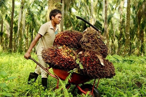 Harga TBS Kelapa Sawit Kaltim Naik jadi Rp3.266 per Kg