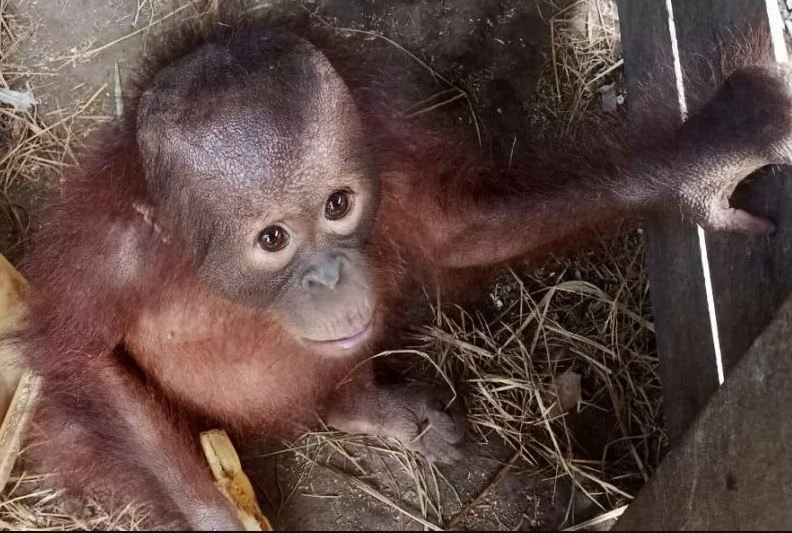 Terpisah dari Induknya, Bayi Orangutan Ditemukan di Kutai Timur