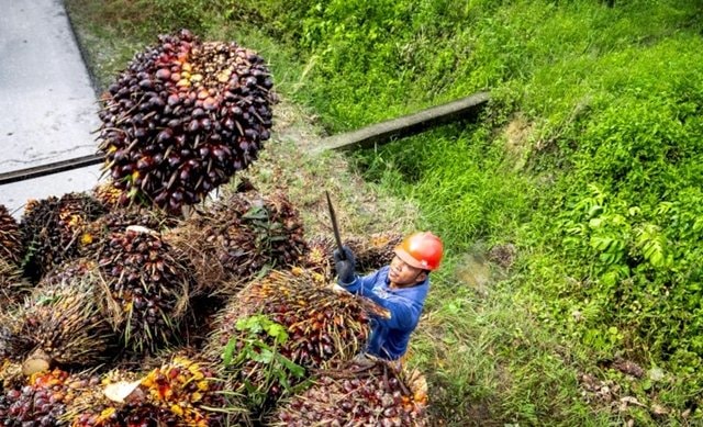 Harga TBS Sawit Turun Lagi di Kaltim, Cek Rinciannya di Sini