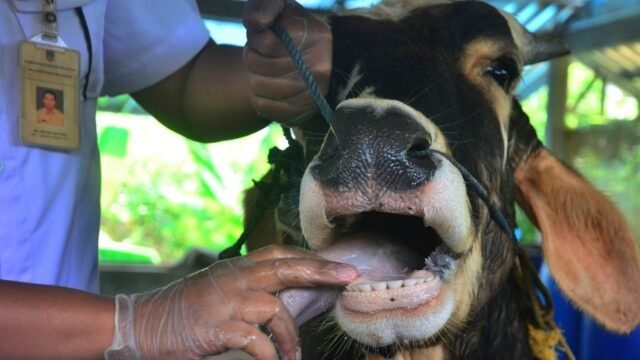 1.700 Sapi Kurban bakal Masuk Kutim, Waspadai PMK dan Cacingan