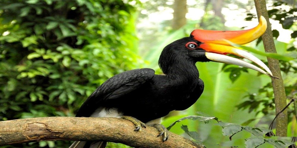 Enam Spesies Hewan di Kalimantan Timur Nyaris Punah