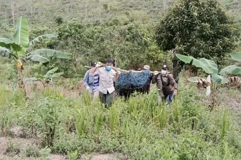 Tidur di Hutan, Makannya di Kebun, BKSDA Kaltim Evakuasi Orang Utan di Bontang