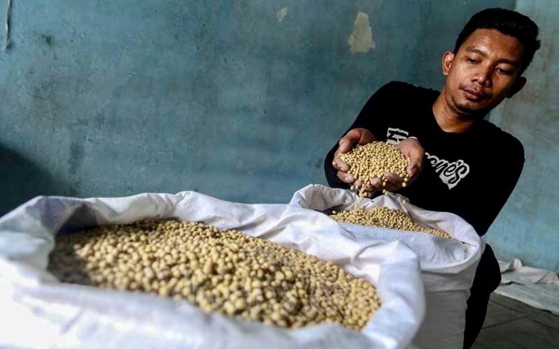 Stok Kedelai di Kaltim Aman sampai 3 Bulan