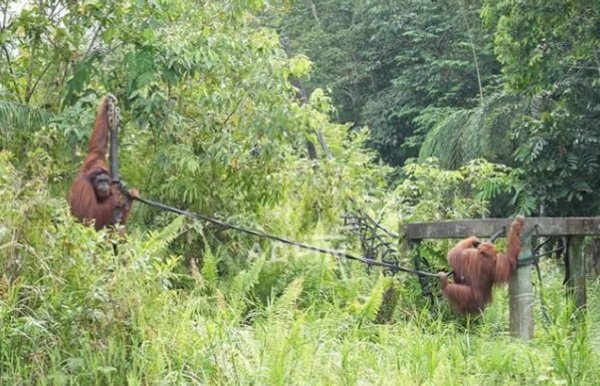 Tangis Bahagia di Tengah Hutan, Saat Orangutan Kembali ke Rumahnya, Kehje Sewen Wehea Kutai Timur