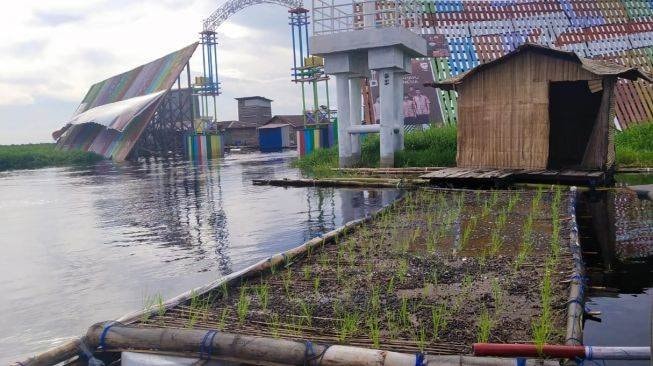 Inovatif, Desa di Kutai Kartanegara Tanam Padi di Atas Air