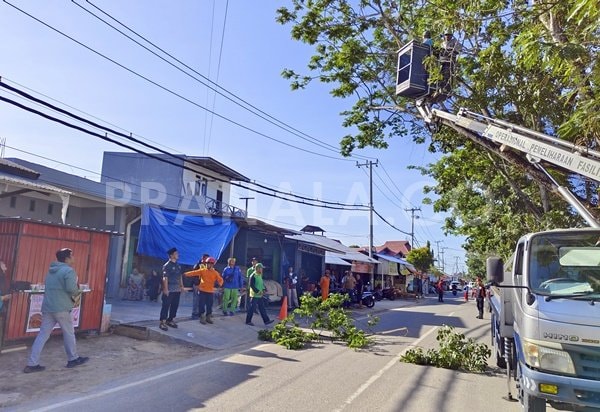 Antisipasi Bahaya, Pohon di Gunung Telihan Bontang Dipangkas