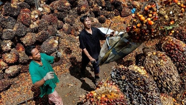 Kabar Baik untuk Petani! Harga TBS Kelapa Sawit di Kaltim Naik