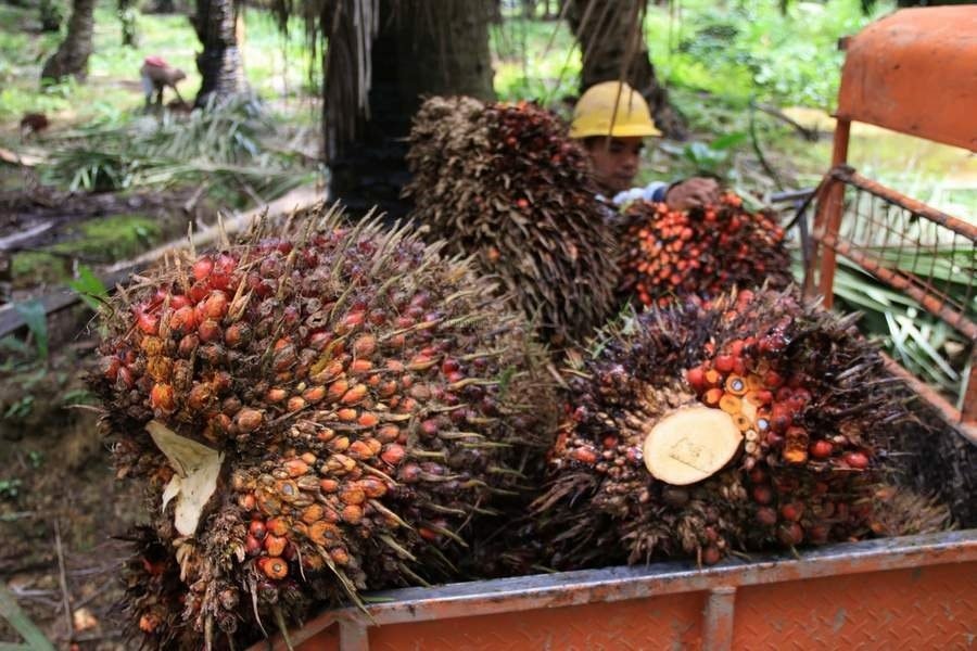 Harga TBS Sawit Kaltim Naik di Medio Juli 2024, Ini Rinciannya