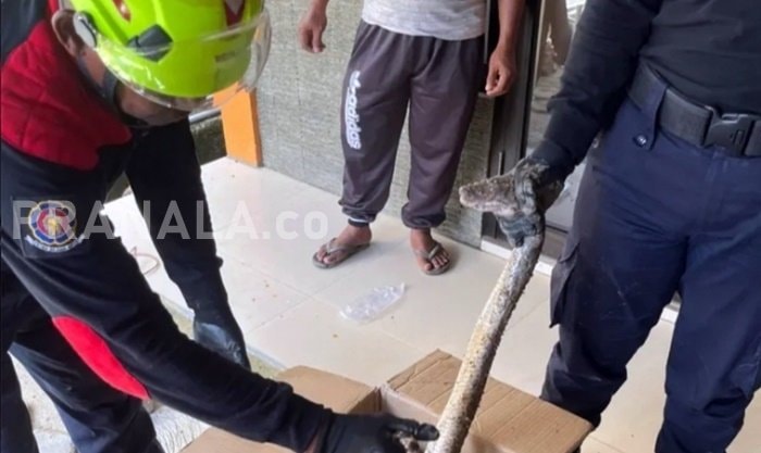 Ular Piton Masuk Rumah Warga di Bontang Baru, Ditaklukan Satu Jam