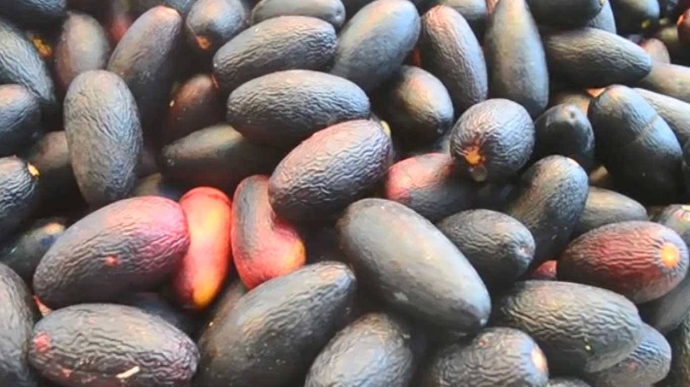 Kemayau, Buah Langka Bercita Rasa Mentega Khas Kalimantan
